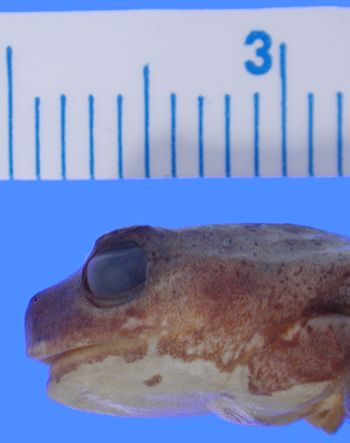 Media type: image; Herpetology A-75064